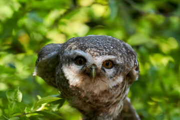 Great horned owl (Strix nebulosa) in nature