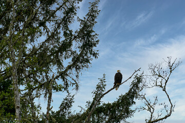 Bald Eagle sitting on a branch of a tree with blue sky