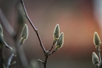 Młode pączki magnolii 