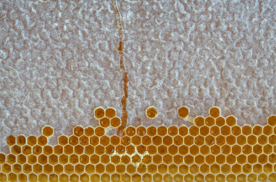 top view honeycomb with honey as a background