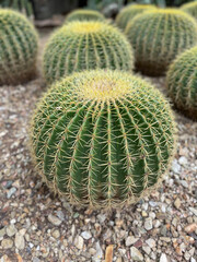 golden barrel cactus plant in ground in Arizona