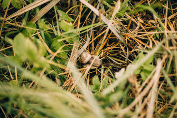 snail on the grass
