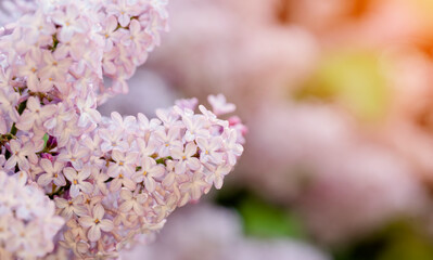 lilac flowers in the spring warm day. Beautiful nature scene with blooming tree and sun flare. Spring flowers. Springtime