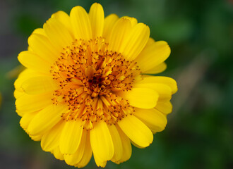 Yellow Calendula flower blooming in garden.