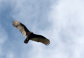 Turkey Vulture Soaring Against Partly Cloudy Skies
