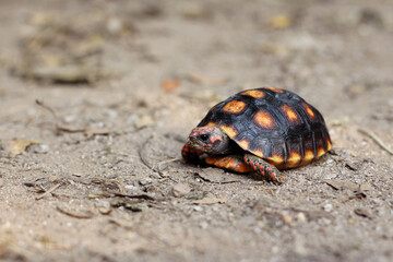 Cute small baby Red-foot Tortoise in the nature,The red-footed tortoise (Chelonoidis carbonarius) is a species of tortoise from northern South America