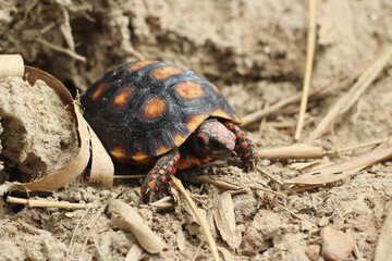 Cute small baby Red-foot Tortoise in the nature,The red-footed tortoise (Chelonoidis carbonarius) is a species of tortoise from northern South America