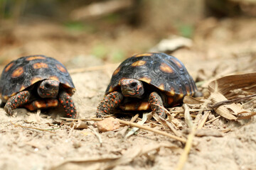 Cute small baby Red-foot Tortoise in the nature,The red-footed tortoise (Chelonoidis carbonarius) is a species of tortoise from northern South America