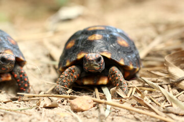 Cute small baby Red-foot Tortoise in the nature,The red-footed tortoise (Chelonoidis carbonarius) is a species of tortoise from northern South America