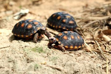 Cute small baby Red-foot Tortoise in the nature,The red-footed tortoise (Chelonoidis carbonarius) is a species of tortoise from northern South America