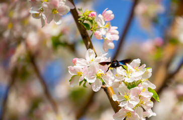 White flowers bloom in the trees. Spring landscape with blooming sakura tree. Beautiful blooming garden on a sunny day. Copy space for text.