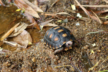Cute small baby Red-foot Tortoise in the nature,The red-footed tortoise (Chelonoidis carbonarius) is a species of tortoise from northern South America