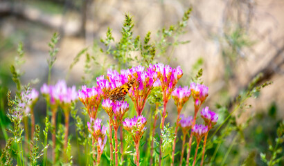 Butterfly sits on a flower. Spring flowers under the rays of sunlight. Lilac flower close-up. Beautiful landscape of nature. Hi spring. Beautiful flowers on a green meadow.