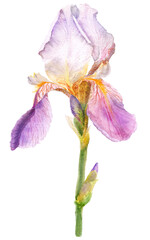 Watercolor botanical illustration Tall Bearded Iris. Isolated