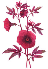 Watercolor illustration Hibiscus acetosella branch. Flowers, leaves and buds. Isolated, path included
