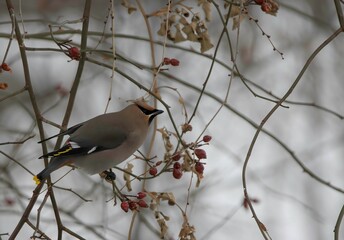 cedar waxwing
