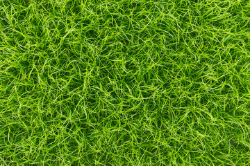 Green grass,nature texture background