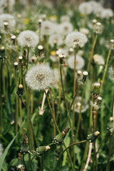 White dandelions on a green meadow on a sunny day