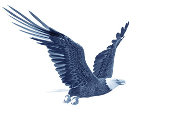 bald eagle hunting on white background