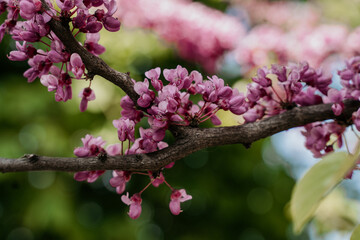 branch with flowers of Eastern redbud, Canadian chercis, judas tree in spring