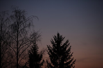 Fototapeta premium Sunrise landscape, trees in dark color, sky pink and purple hues