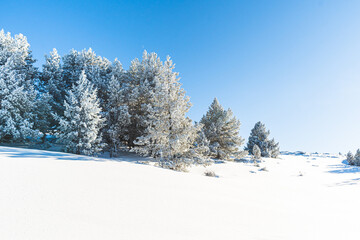 Winter fir and pine forest covered with snow after heavy snowfall on a sunny frosty day in the mountains. Clear blue sky. No people