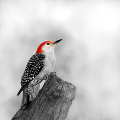 red woodpecker