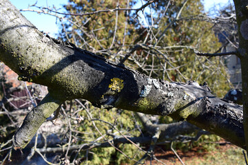 Fungal diseases on a tree branch.