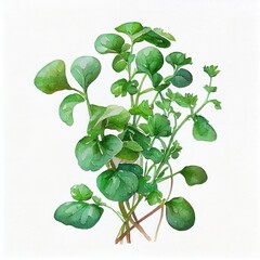 Watercolor Watercress Isolated on White Background. Generative AI
