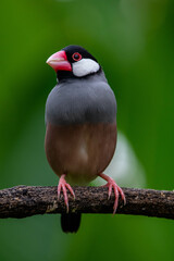 The Java sparrow (Padda oryzivora), also known as Java finch, Java rice sparrow or Java rice bird