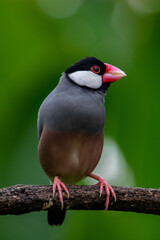 The Java sparrow (Padda oryzivora), also known as Java finch, Java rice sparrow or Java rice bird