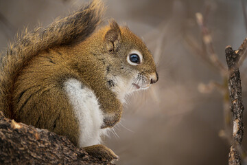 Cute red squirrel.