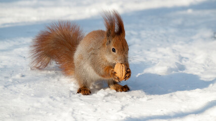 squirrel in the snow