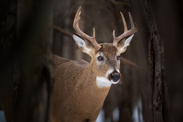 Beautiful buck white tailed deer
