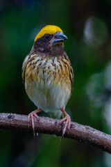 The streaked weaver (Ploceus manyar) is a species of weaver bird