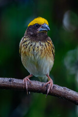 The streaked weaver (Ploceus manyar) is a species of weaver bird