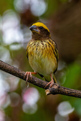 The streaked weaver (Ploceus manyar) is a species of weaver bird