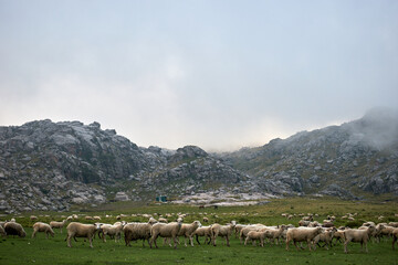 Fototapeta premium Sheep grazing in the mountains of Andorra, Pyrenees