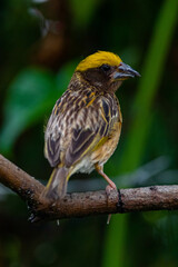 The streaked weaver (Ploceus manyar) is a species of weaver bird