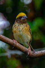 The streaked weaver (Ploceus manyar) is a species of weaver bird