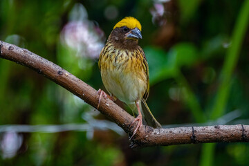 The streaked weaver (Ploceus manyar) is a species of weaver bird