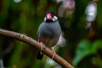 The Java sparrow (Padda oryzivora), also known as Java finch, Java rice sparrow or Java rice bird