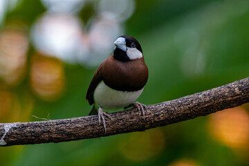 The Java sparrow (Padda oryzivora), also known as Java finch, Java rice sparrow or Java rice bird