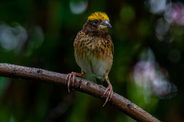 The streaked weaver (Ploceus manyar) is a species of weaver bird