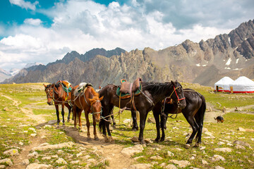 Harnessed horses stand in the mountains, waiting for tourists for a horseback ride. Hiking...