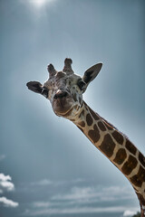 Giraffe in the wild, Africa, Kenya, Masai Mara