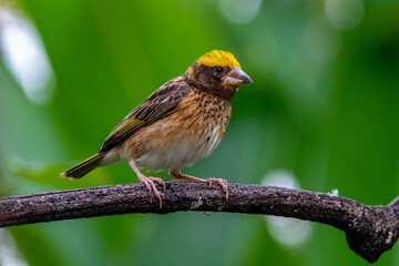 The streaked weaver (Ploceus manyar) is a species of weaver bird