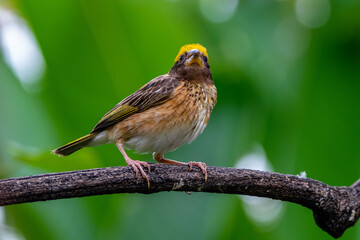 The streaked weaver (Ploceus manyar) is a species of weaver bird