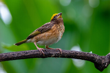 The streaked weaver (Ploceus manyar) is a species of weaver bird