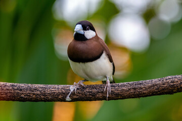 The Timor sparrow (Padda fuscata), also known as Timor dusky sparrow